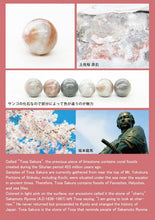 Load image into Gallery viewer, 土佐櫻
