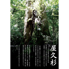 Load image into Gallery viewer, 世界遺產 - 屋久杉