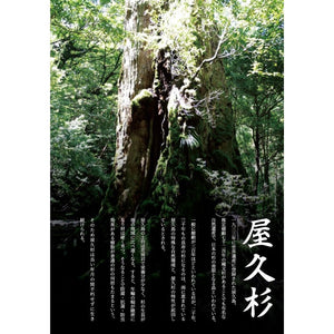 世界遺產 - 屋久杉