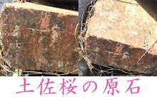Load image into Gallery viewer, 土佐櫻